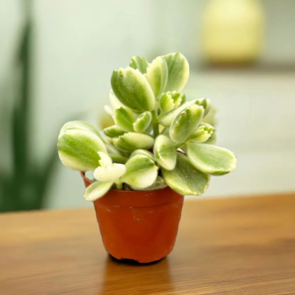10 - 15cm Variegated Cotyledon Ladismithiensis House Plant 10cm Pot