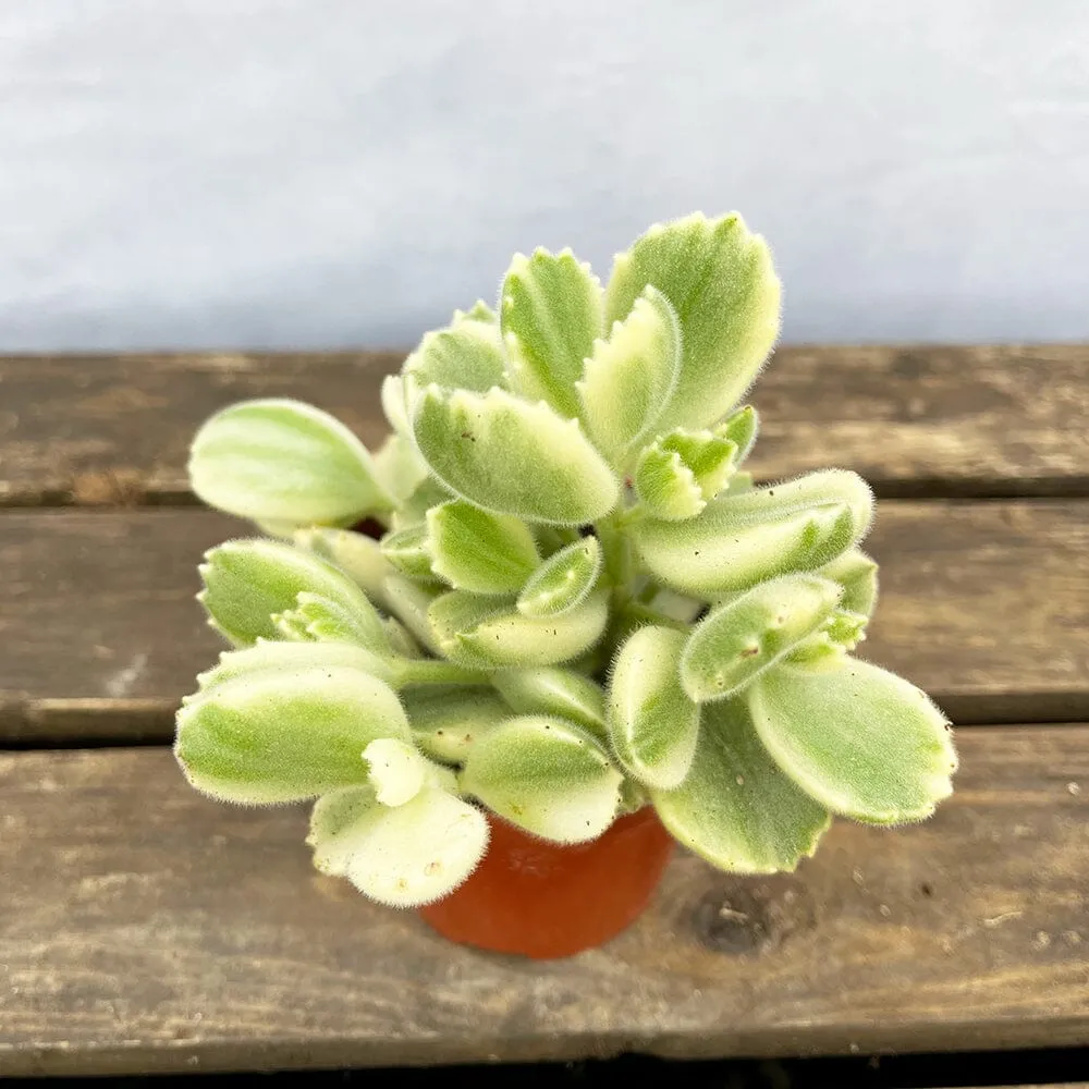 10 - 15cm Variegated Cotyledon Ladismithiensis House Plant 10cm Pot