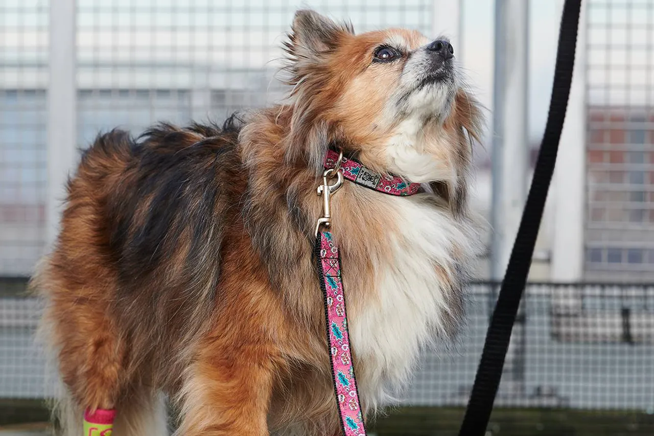 RC Pets Clip Collar *Clearance*
