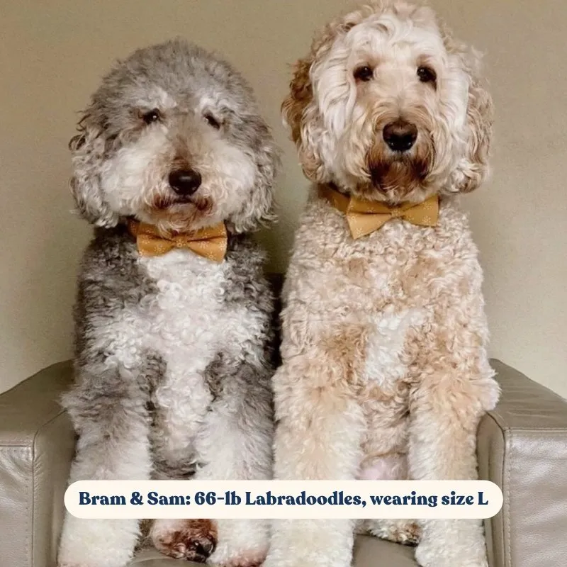 Suns Bowtie Unbreakable Collar™ & Leash Set