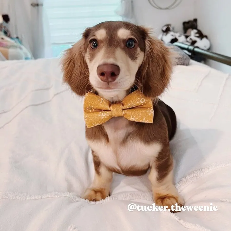 Suns Bowtie Unbreakable Collar™ & Leash Set